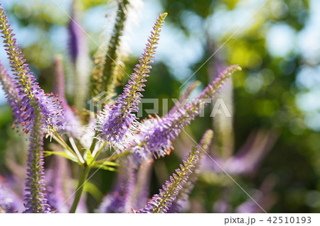 爽やかなクガイソウ 42510193