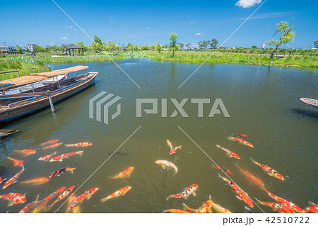 水郷佐原あやめパークのハス祭り 水郷佐原あやめパークのハス祭り 42510722