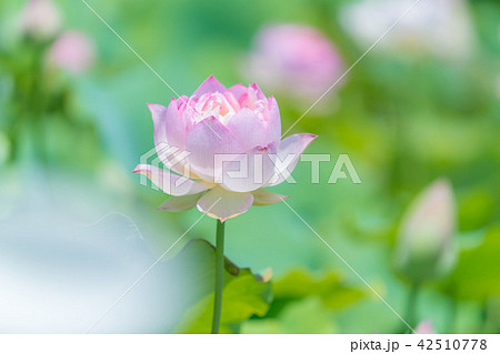 水郷佐原あやめパークのハス祭り 42510778