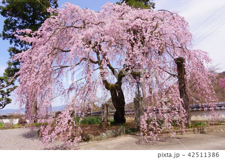 天堂の枝垂れ桜 42511386