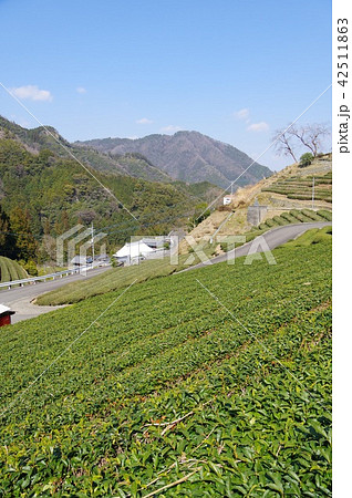茶畑 茶畑 42511863