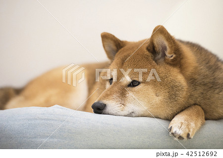 ベットでリラックスするかわいい柴犬の写真素材