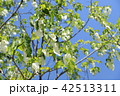 ハンカチノキ 42513311