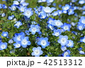 ネモフィラ 42513312
