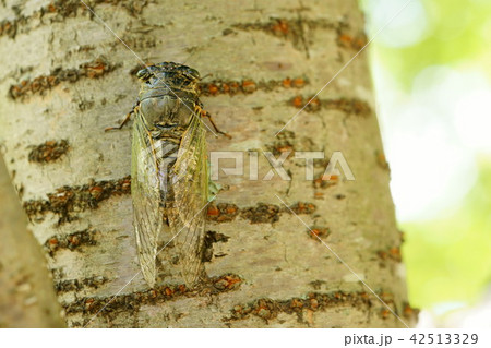 酷暑の森のクマゼミ15 酷暑の森のクマゼミ15 42513329