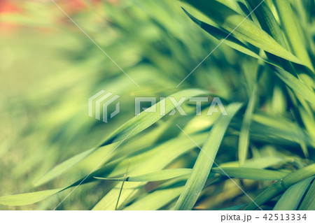 Fresh green grass with water droplet in sunshine 42513334