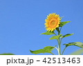 ひまわり 42513463