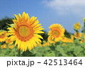 向日葵 42513464