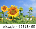 向日葵 42513465