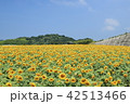 ひまわり畑 42513466