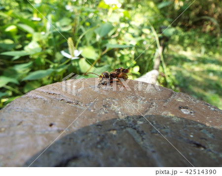 キスジトラカミキリ キスジトラカミキリ 42514390