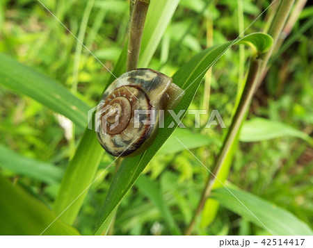 カタツムリ 42514417