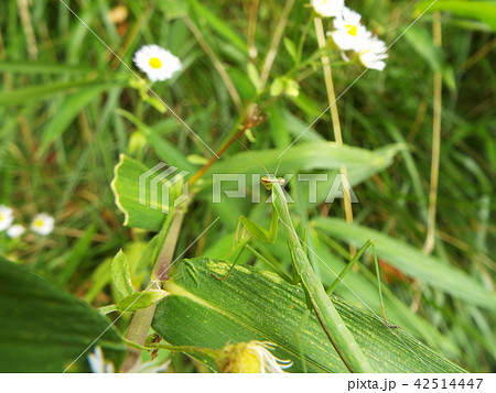 カマキリ 42514447