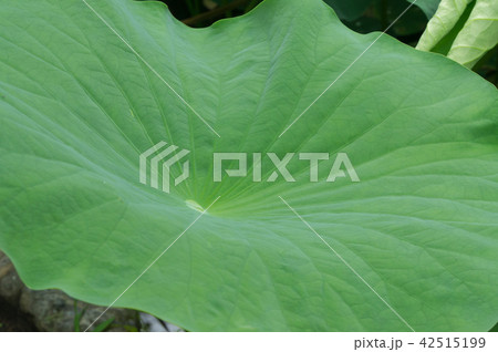 京都植物園の蓮の花 42515199