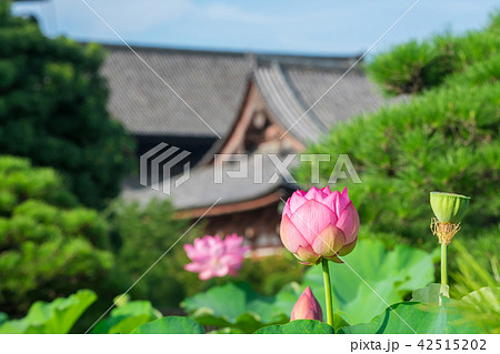 京都　東寺の蓮の花　夏　 42515202