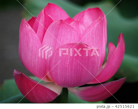 花蓮 花蓮 42515621