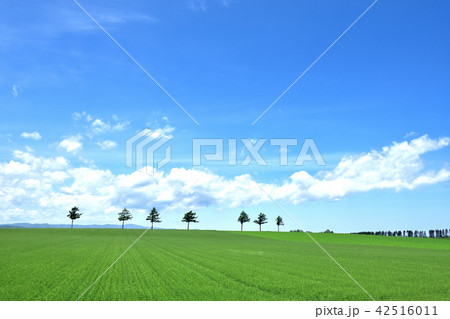 めまんべつメルヘンの丘 めまんべつメルヘンの丘 42516011