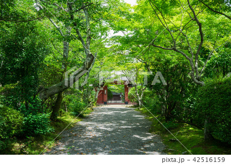 京都 常照寺の吉野門 夏 京都 常照寺の吉野門 夏 42516159