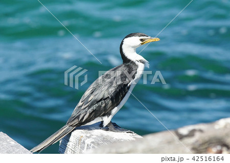 Little Pied Cormorant, Microcarbo melanoleucos 42516164