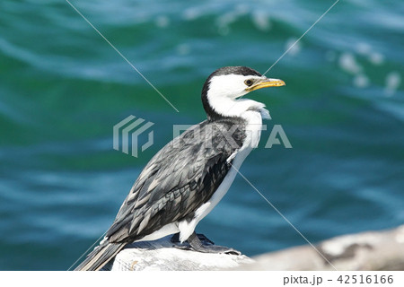 Little Pied Cormorant, Microcarbo melanoleucos 42516166