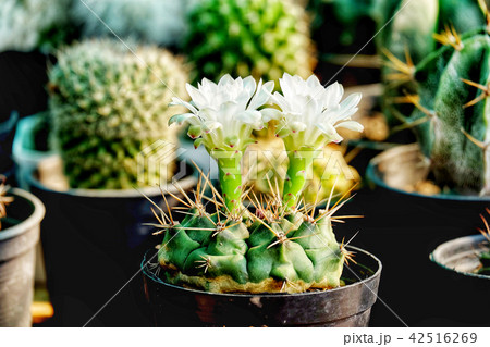 Gymnocalycium mihanovichii have flower, cactus Gymnocalycium mihanovichii have flower, cactus 42516269