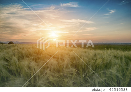 beautiful sunset beautiful sunset 42516583