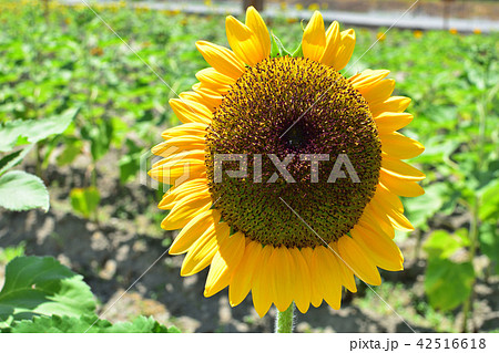 ソーラーパワー 42516618