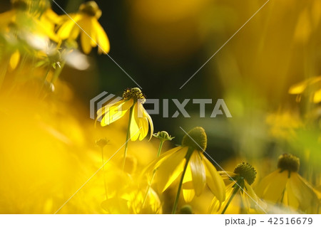 Cutleaf Coneflower (Rudbeckia laciniata) 42516679