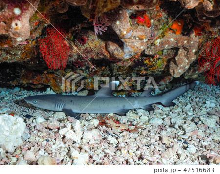 ネムリブカ ネムリブカ 42516683