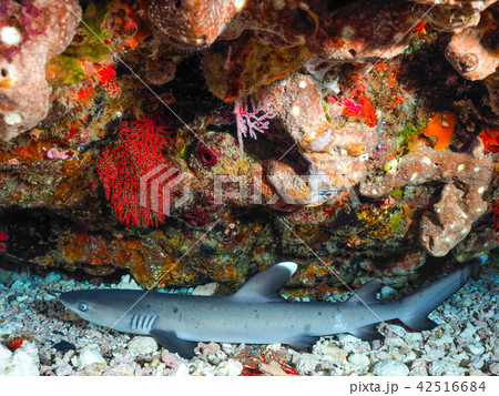 ネムリブカ ネムリブカ 42516684