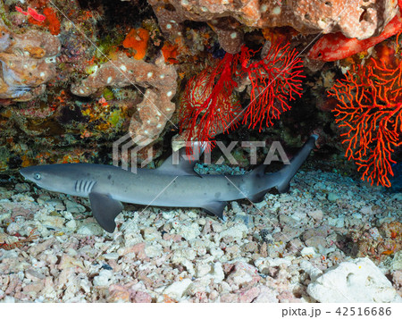 ネムリブカ ネムリブカ 42516686