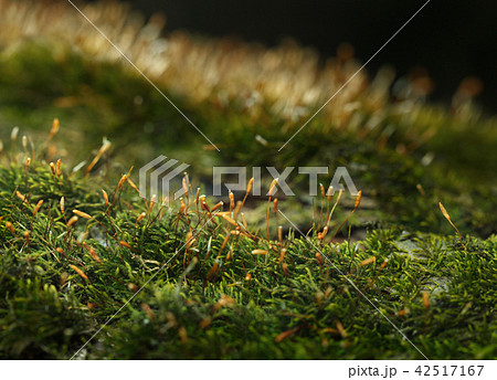 Macro of Pohlia moss Macro of Pohlia moss 42517167