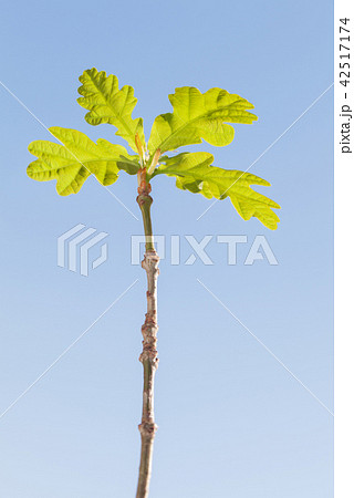 Oak plantlet Oak plantlet 42517174