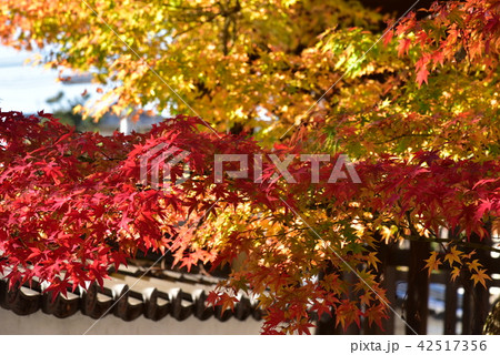 秋の離宮八幡宮 42517356