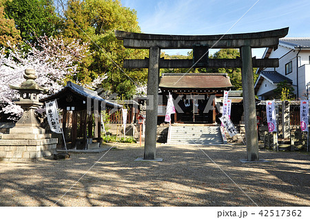 春の離宮八幡宮 42517362
