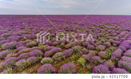 Lavender field aerial view. Lavender field aerial view. 42517709