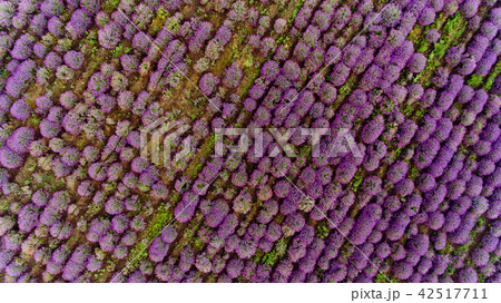 Lavender field aerial view. Top view. Lavender field aerial view. Top view. 42517711