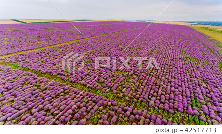 Lavender field aerial view. Lavender field aerial view. 42517713