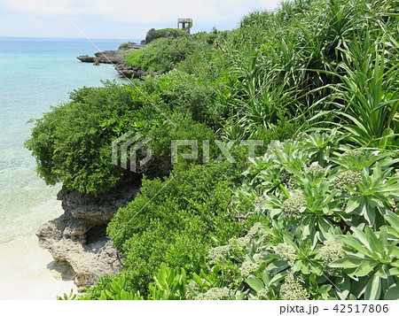 海(宮古島 海中公園 遊歩道からの眺望) 海(宮古島 海中公園 遊歩道からの眺望) 42517806