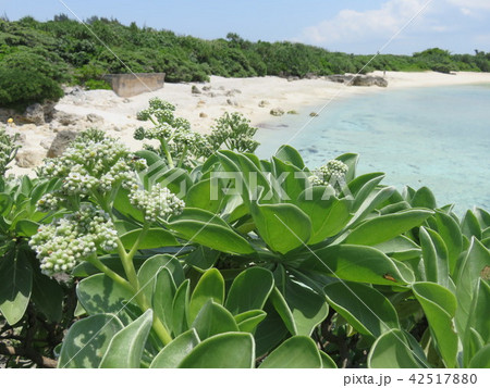 モンパが茂る砂浜（宮古島海中公園） 42517880