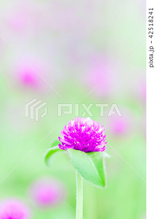 千日紅 千日草 センニチコウ 千日紅 千日草 センニチコウ 42518241