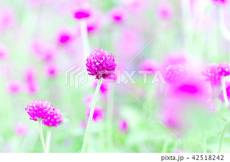 千日紅　千日草　センニチコウ 42518242