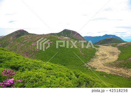 ミヤマキリシマ咲く九重連山・久住山 42518256