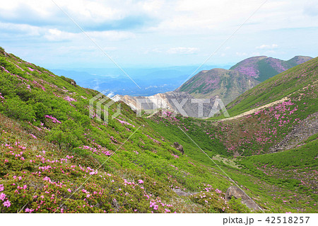 ミヤマキリシマ咲く九重連山・久住山 ミヤマキリシマ咲く九重連山・久住山 42518257