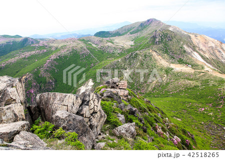 ミヤマキリシマ咲く九重連山・久住山 42518265