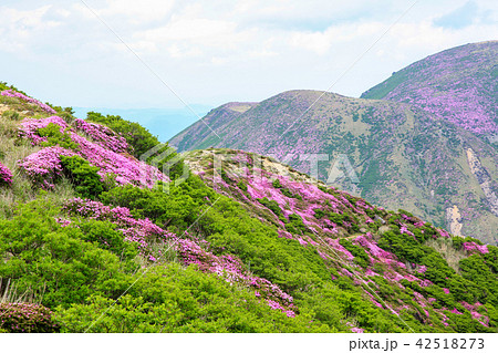 ミヤマキリシマ咲く九重連山・久住山 42518273