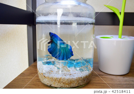 青いハーフムーンベタ 42518411