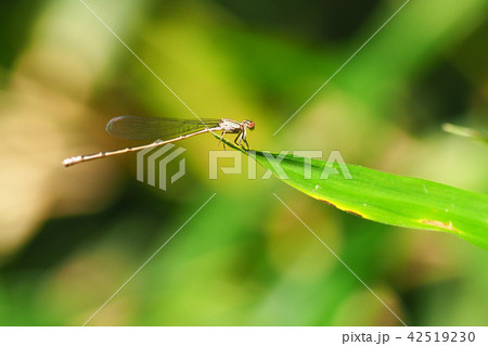 ホソミイトトンボ（メス） 42519230
