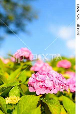 あじさい 42519284