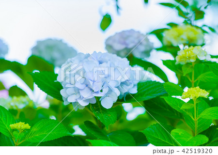 あじさい あじさい 42519320